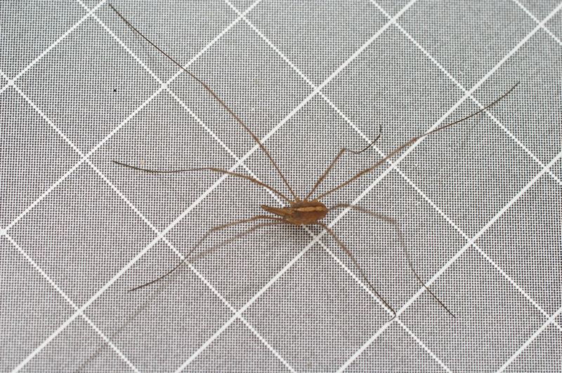 harvestman